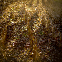 Spectral Pastoral