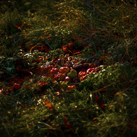 Spectral Pastoral