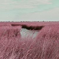Siempreviva