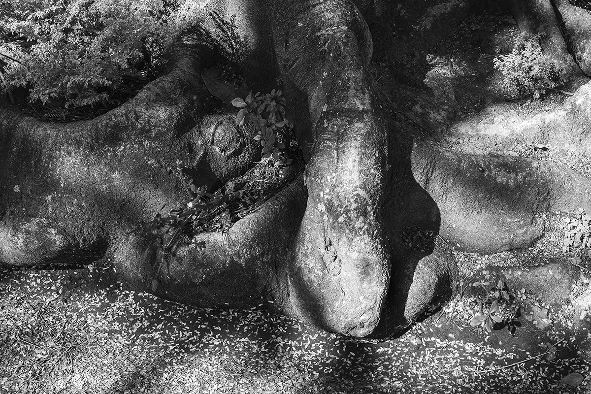 My Mother Planted Me a Tree