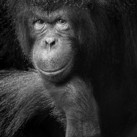Expression, in Monochrome