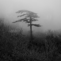Ash in the roots