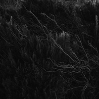 Ash in the roots