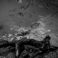 Ash in the roots
