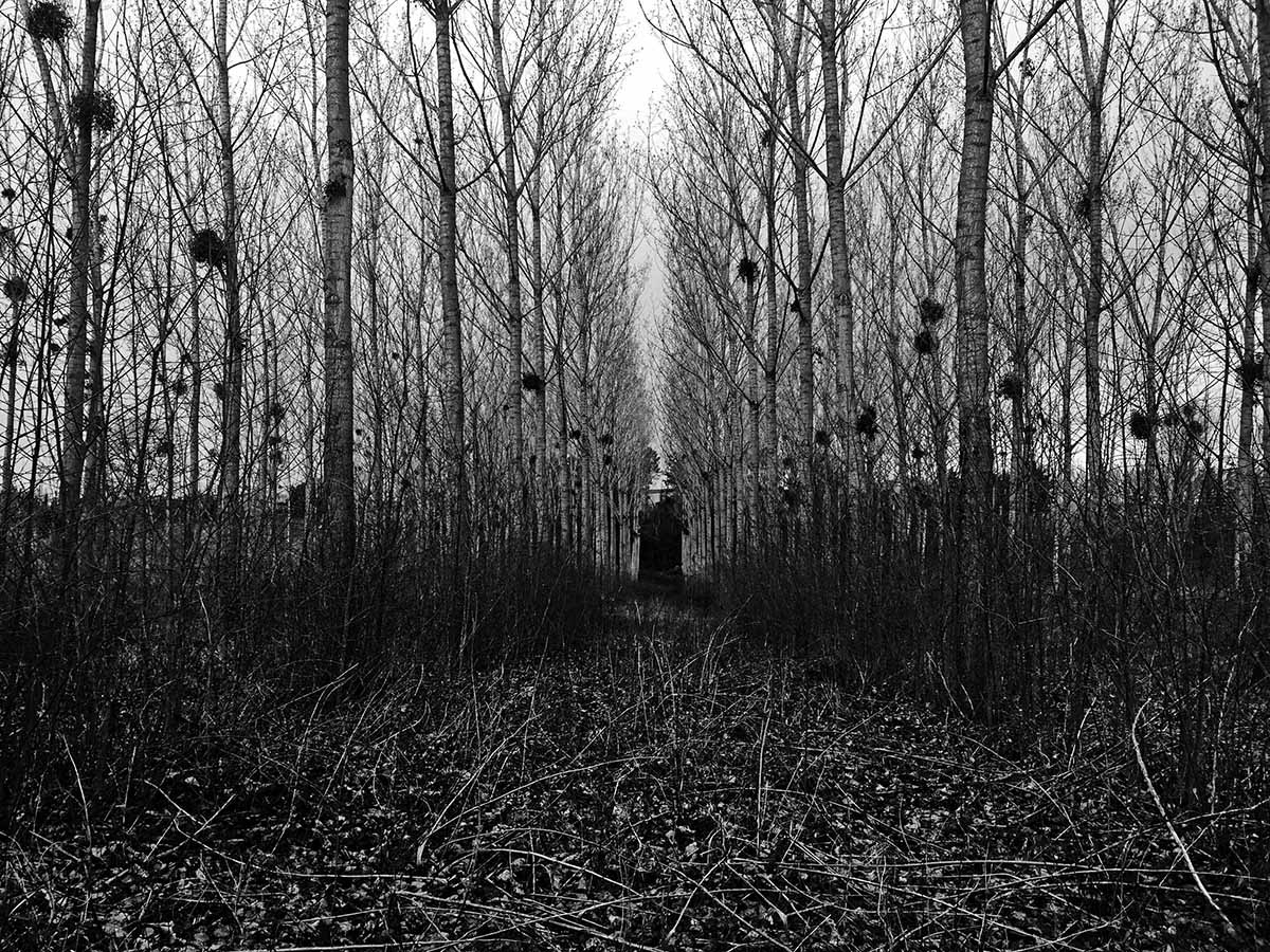 Asylum