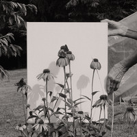 In The Garden