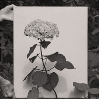 In The Garden