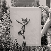 In The Garden