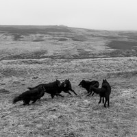 Belgian Shepherds, The Pit
