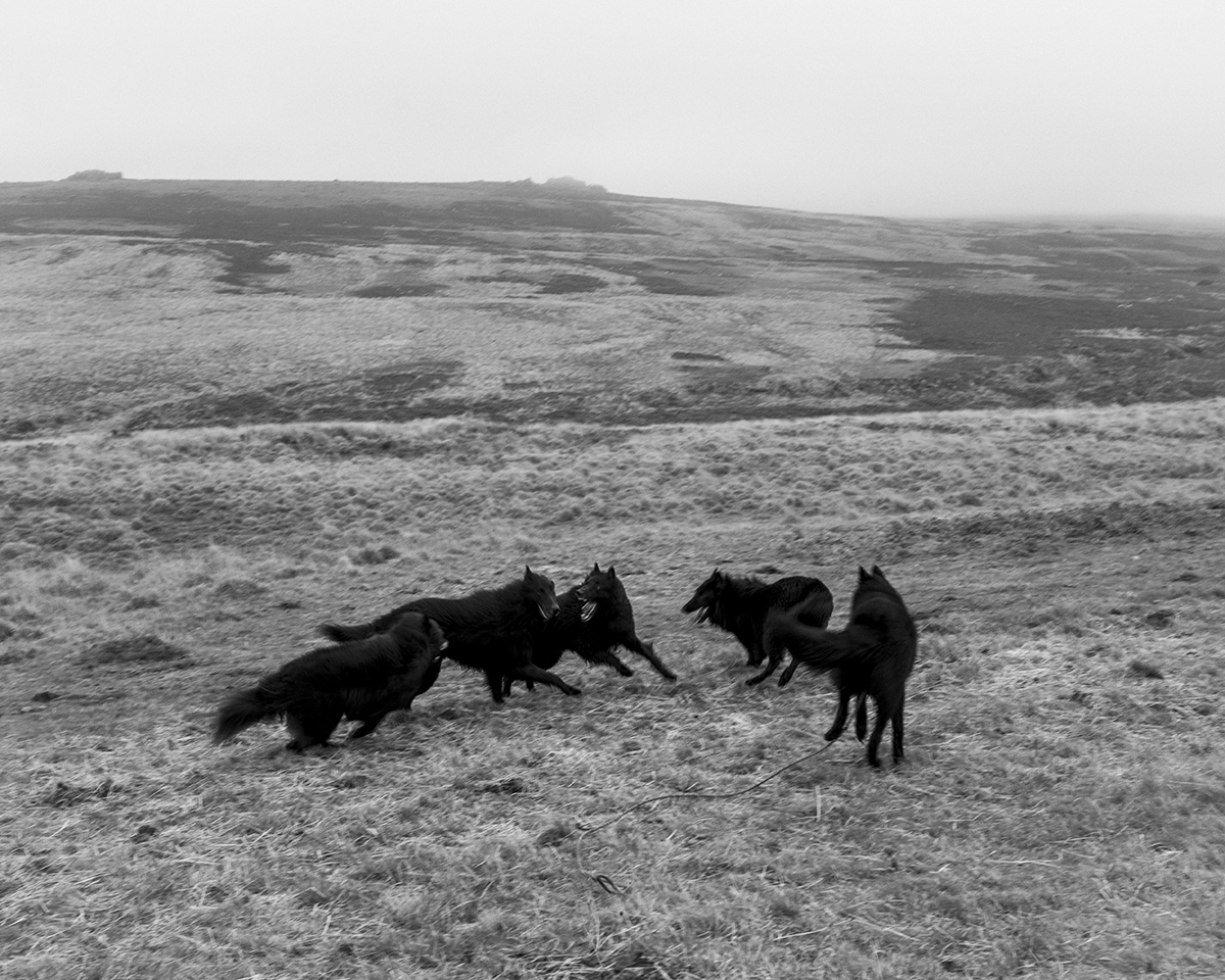 Belgian Shepherds, The Pit
