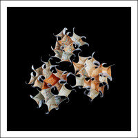 Cartographica