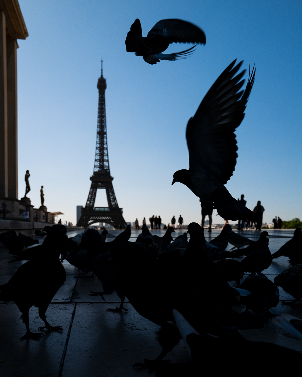Pigeon's Space