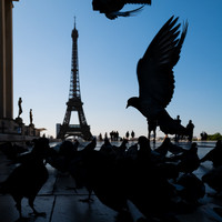 Pigeon's Space