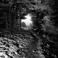 INTIMATE PATHS