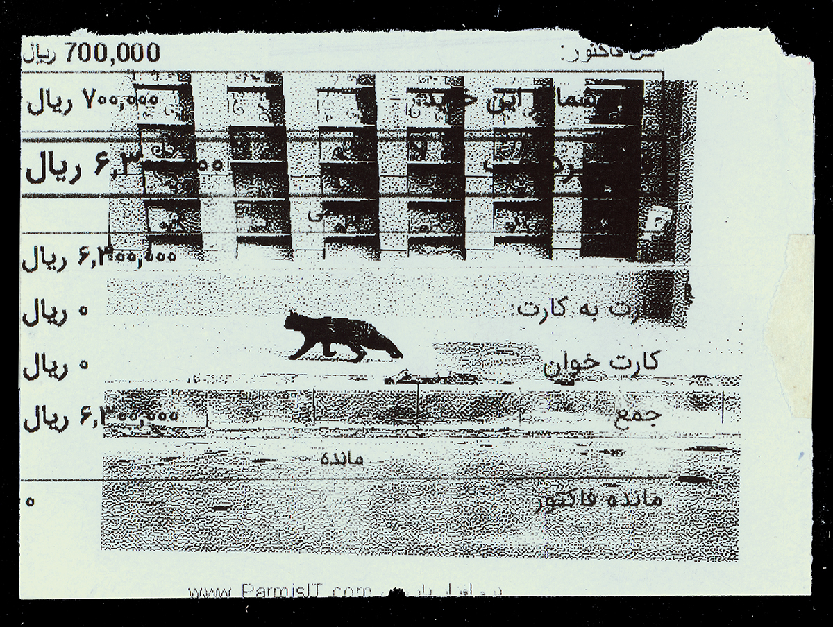 Absolute: Tehran Cats