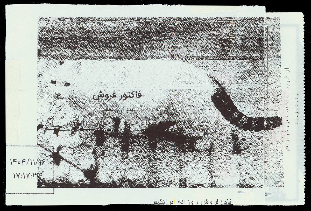 Absolute: Tehran Cats