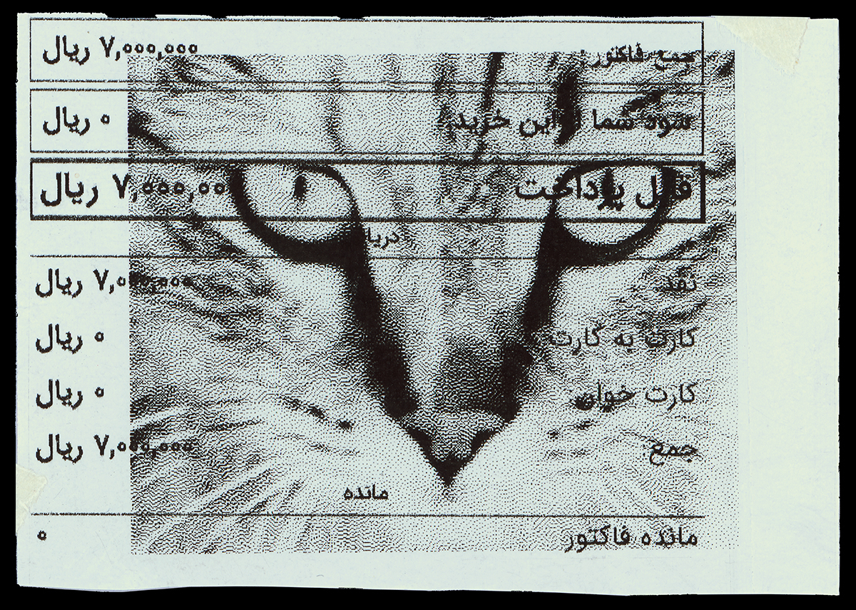 Absolute: Tehran Cats