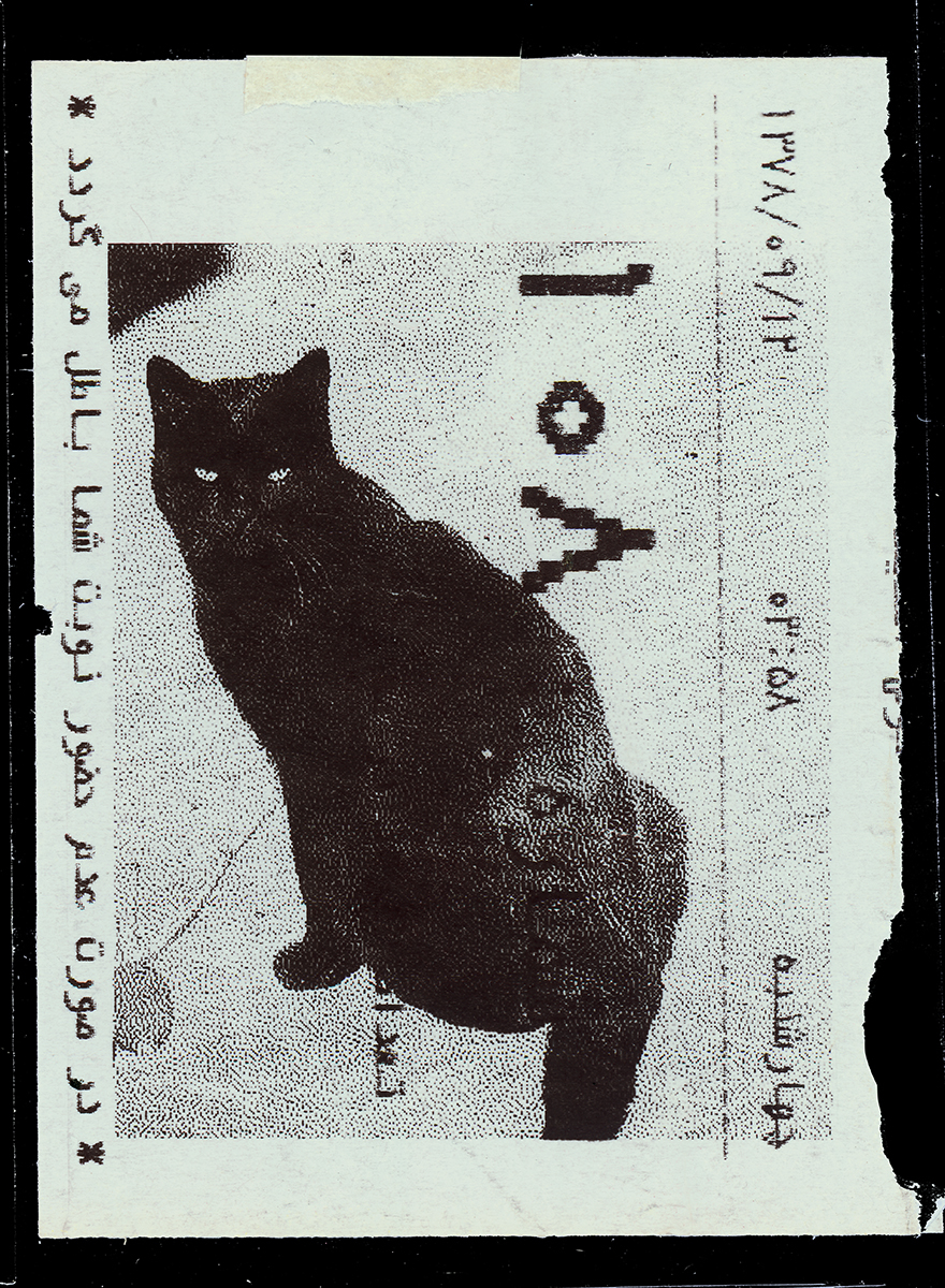 Absolute: Tehran Cats