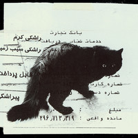 Absolute: Tehran Cats