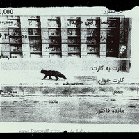 Absolute: Tehran Cats