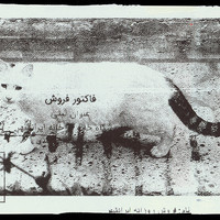 Absolute: Tehran Cats