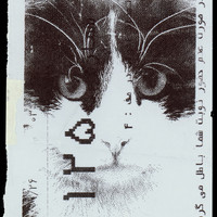 Absolute: Tehran Cats