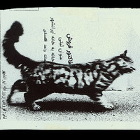 Absolute: Tehran Cats