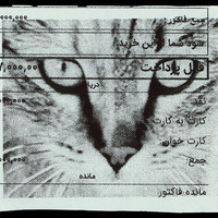 Absolute: Tehran Cats
