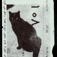 Absolute: Tehran Cats