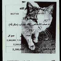 Absolute: Tehran Cats