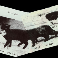 Absolute: Tehran Cats