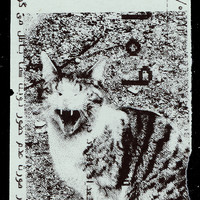 Absolute: Tehran Cats