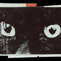 Absolute: Tehran Cats