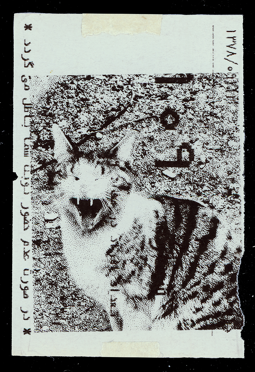 Absolute: Tehran Cats
