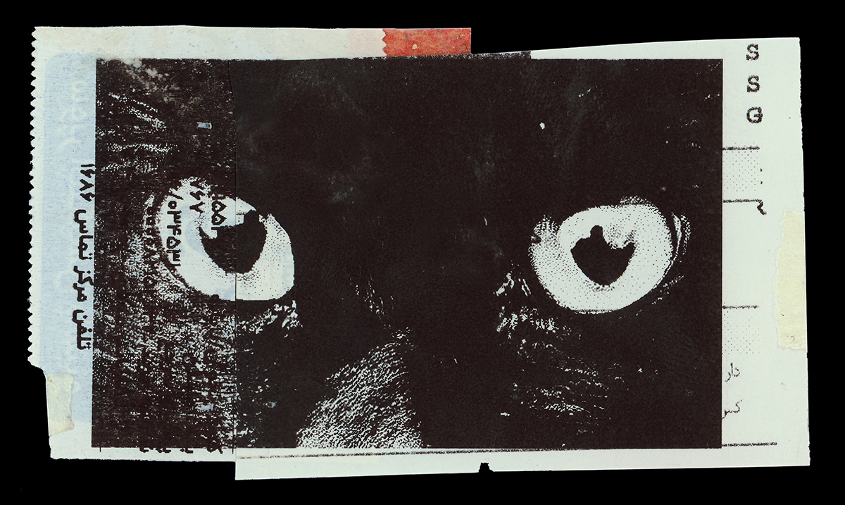 ​Absolute: Tehran Cats