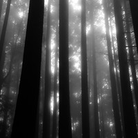 The Deep Forest