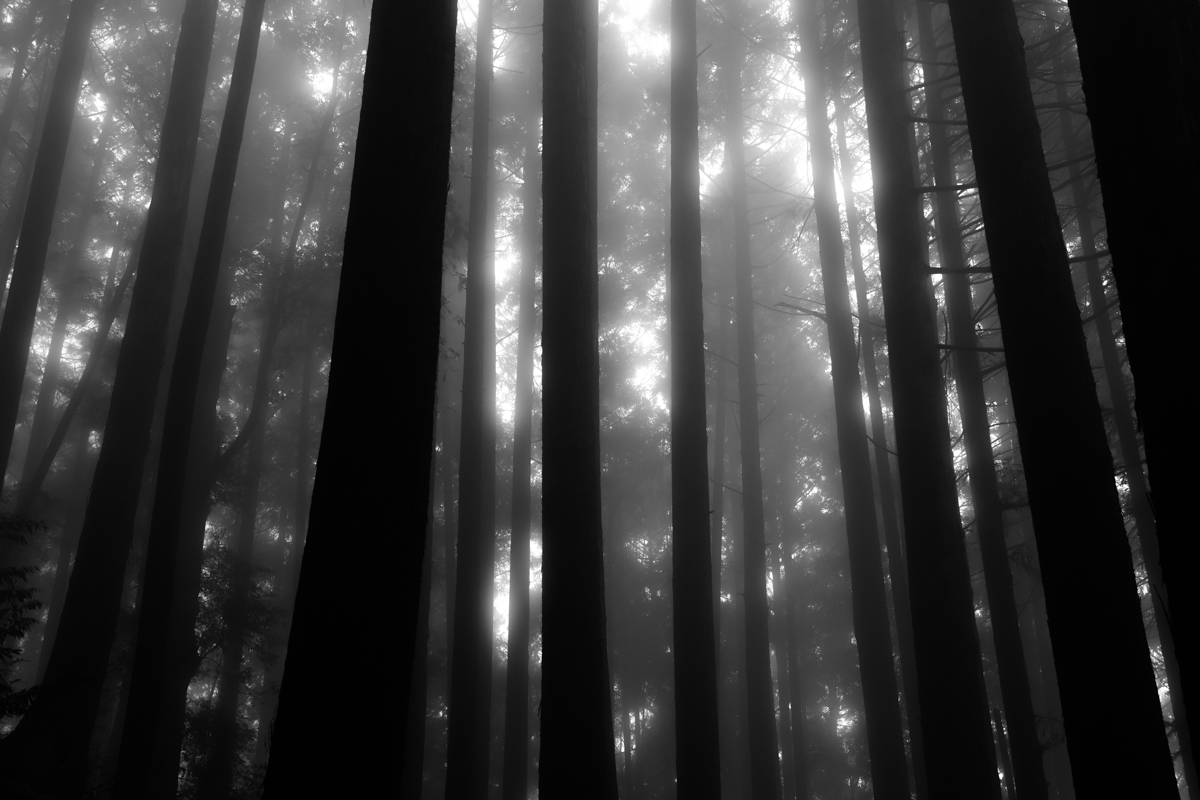 The Deep Forest