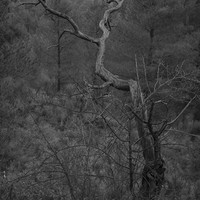 Dark Night of the Soul